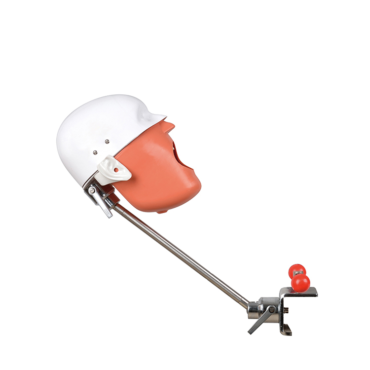 Stomatology Bionic Head