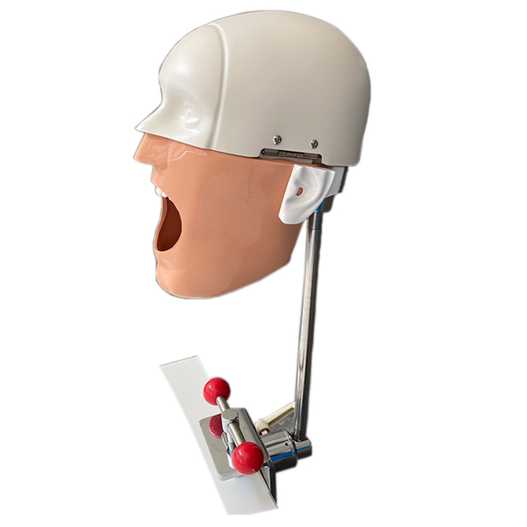 Stomatology Bionic Head