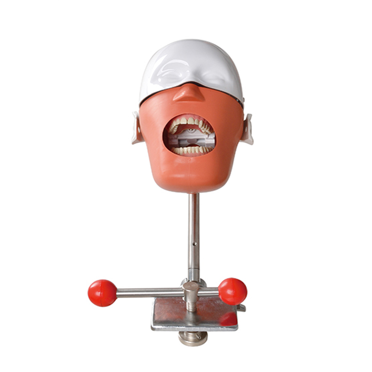 Stomatology Bionic Head