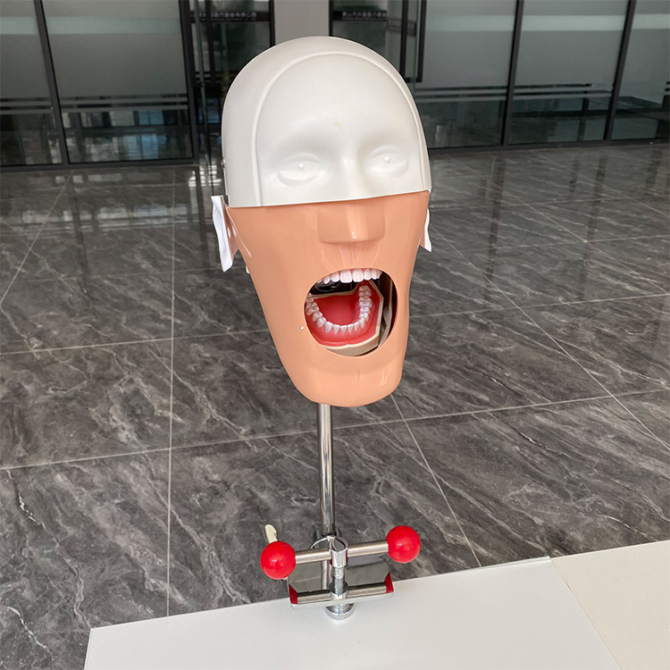 Stomatology Bionic Head