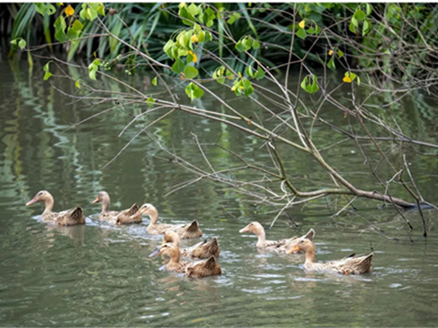 Today, the Winter Olympics are in spring!