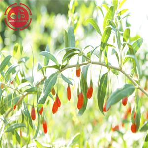 The growing environment of goji berry in Ningxia