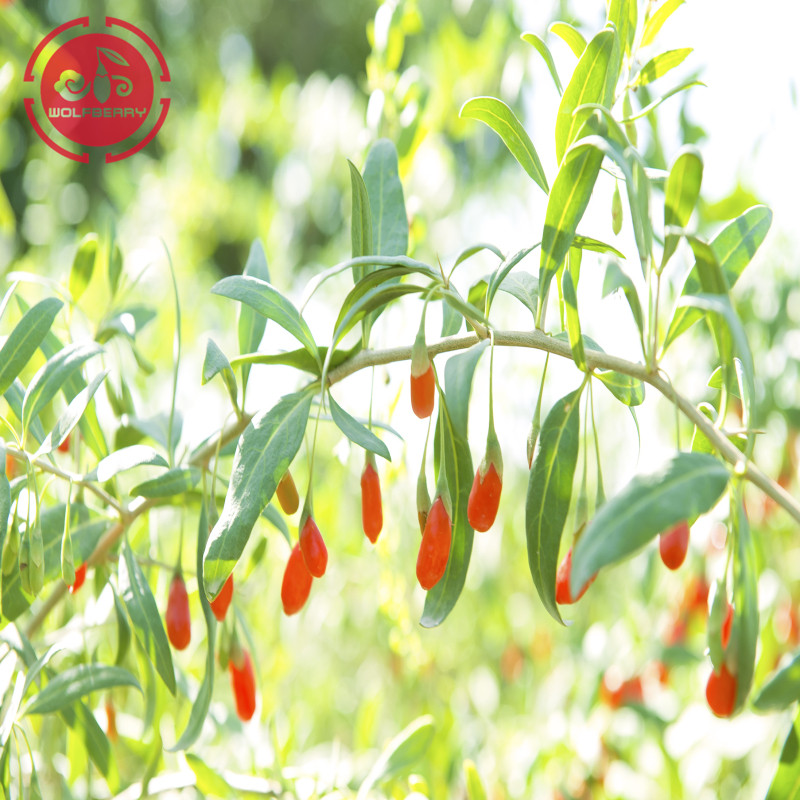 Ningxia Wolfberry Goji Industry Co.,ltd's cultural philosophies