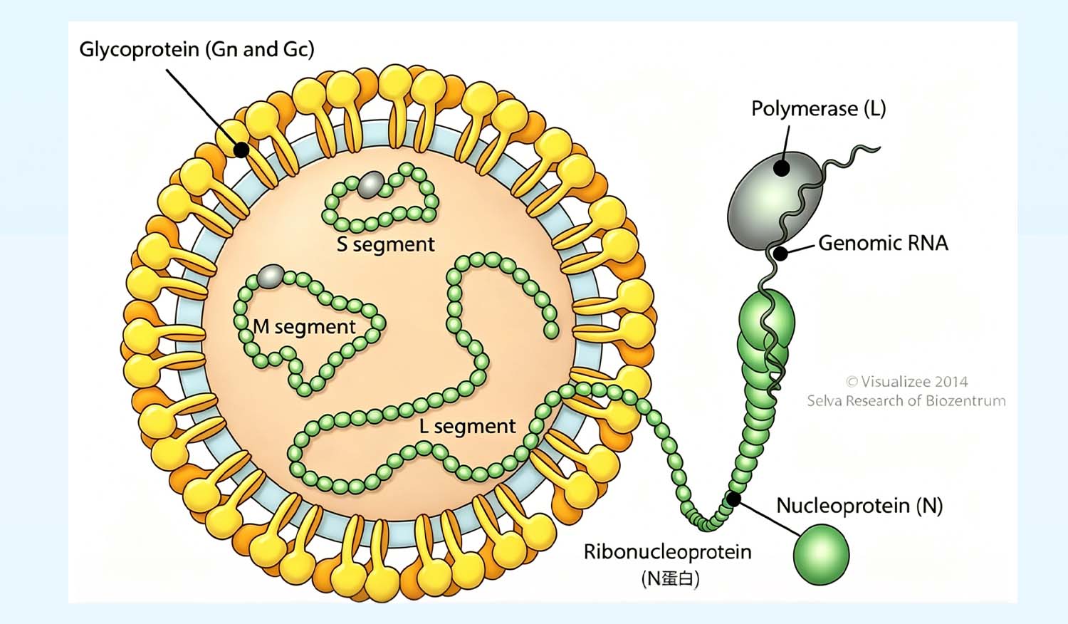 Focus on Hantavirus | BIOBASE Launches One-Stop Detection Solution