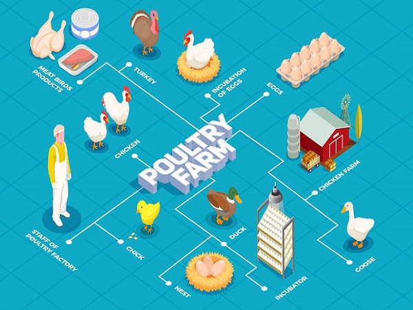 Global Poultry Industry and Trends