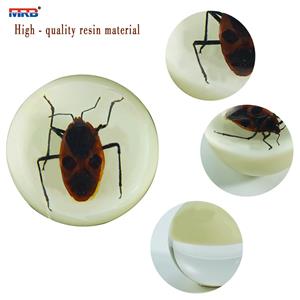 new product ideas 2025 in home Insect Paperweight Resin transparent luminous ball Real insect Ornament Taxidermy Insect frame