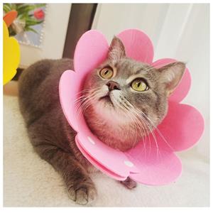 High Quality Soft Lightweight Non-Woven Pet Recovery Collar Adjustable Elizabethan Collar Cat Post-Surgery Use