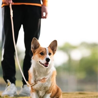 1.5m Nylon Braided Dog Leash for Small Medium Large Dogs Cats Night-Reflective Hands-Free Lighting Padded for Comfort