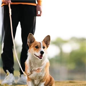 1.5m Nylon Braided Dog Leash for Small Medium Large Dogs Cats Night-Reflective Hands-Free Lighting Padded for Comfort