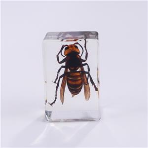 Insect Resin Specimen Paperweights Unique Kids Educational Toy Bug Collections Arachnid Collections Different Insect Collections