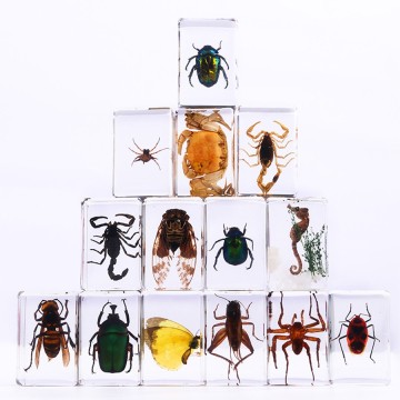 Real Bug Preserved Insect Resin Specimen Kids Educational Animal Collection Paperweight Office Desk Christmas Display Supplies