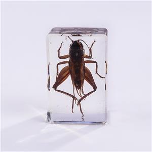 Insect Resin Specimen Paperweights Unique Kids Educational Toy Bug Collections Arachnid Collections Different Insect Collections