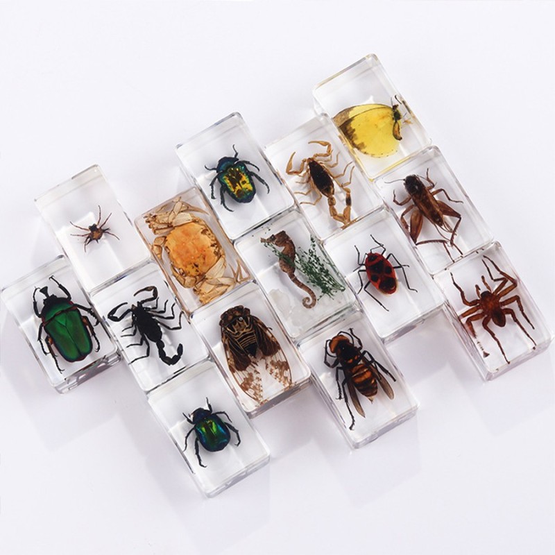 Insect Resin Specimen Paperweights Unique Kids Educational Toy Bug Collections Arachnid Collections Different Insect Collections