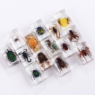 Insect Resin Specimen Paperweights Unique Kids Educational Toy Bug Collections Arachnid Collections Different Insect Collections