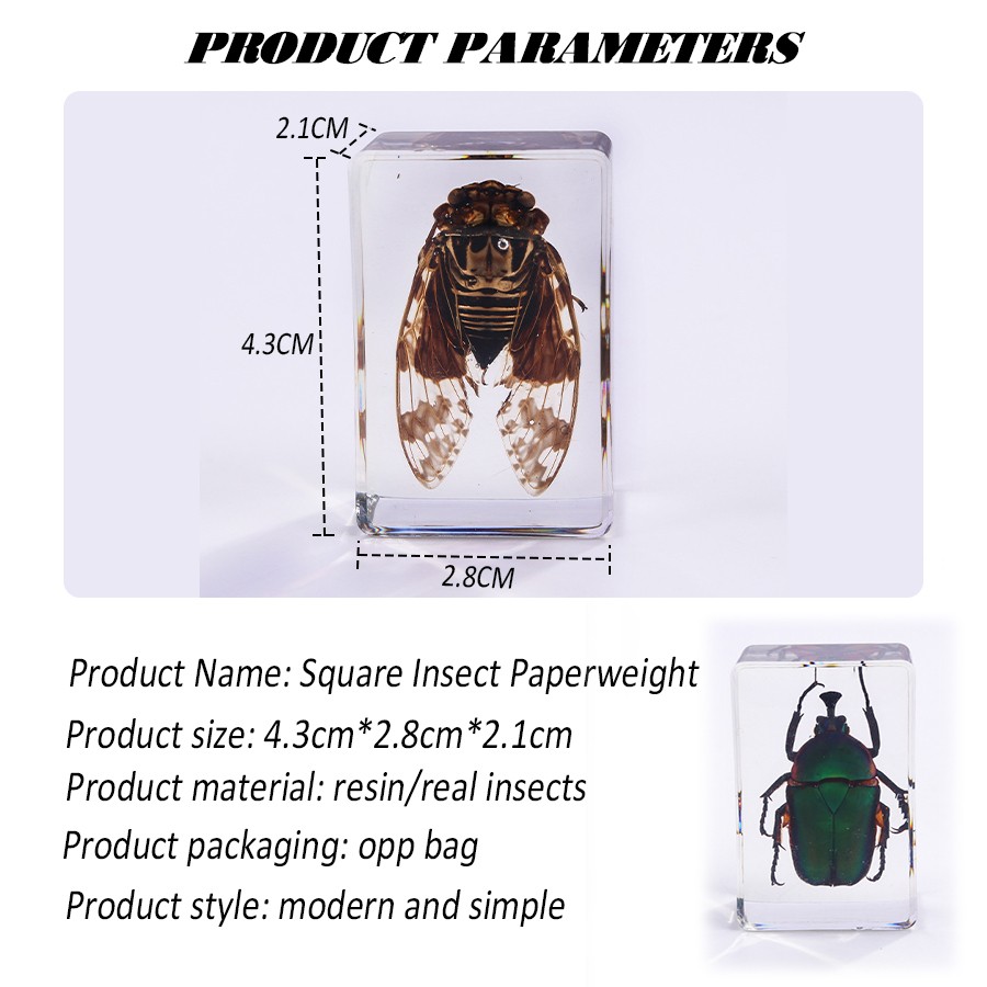 Insect In Resin Specimen Insect Specimen