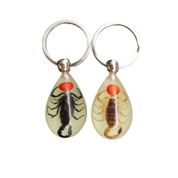 Real Insect Specimens Keychain Animal Taxidermy Collection Crafts for Keychain Lovers