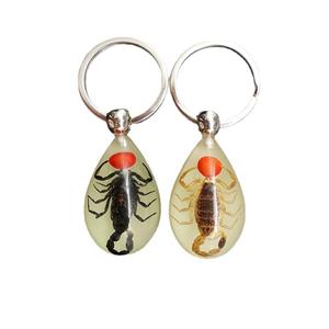Insect Specimen Marine Keychain Real Starfish Crab Shell Pearl Scorpion Resin Material for Durable Bright Colors Clearly Visible