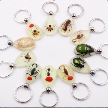 Insect Specimen Marine Keychain Real Starfish Crab Shell Pearl Scorpion Resin Material for Durable Bright Colors Clearly Visible