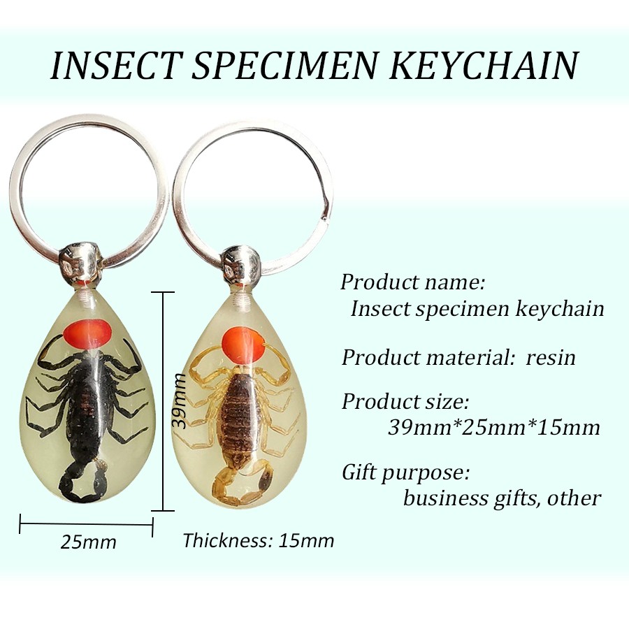 Real Insect Specimens Keychain Animal Taxidermy Collection Crafts for Keychain Lovers