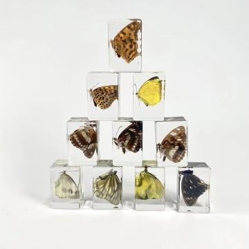 Real Butterfly Specimens Set Resin Crafts Paperweight Square Frame Taxidermy Butterfly Display for Home School Science Education