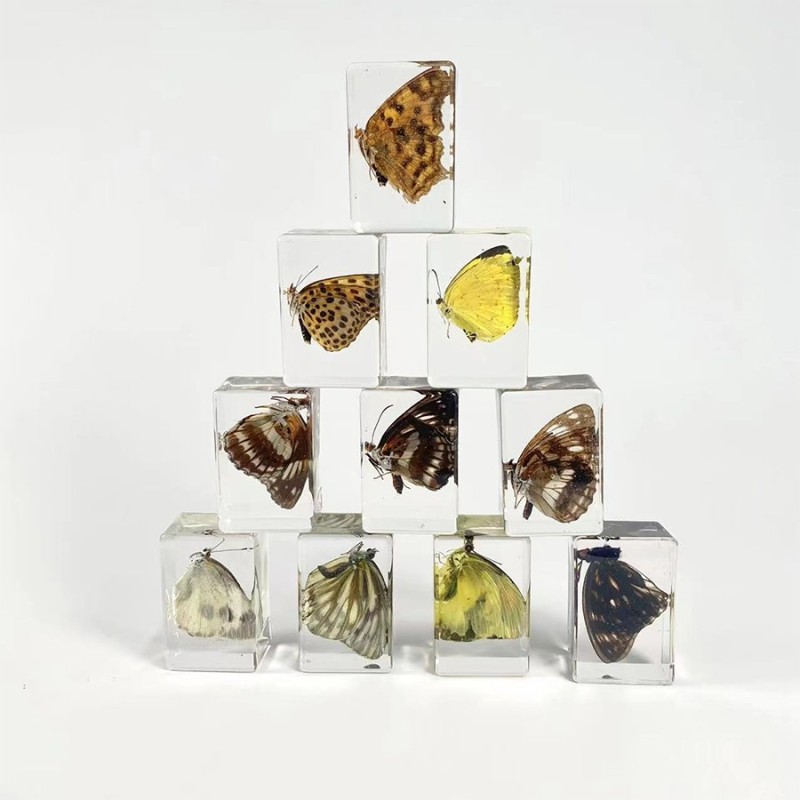 Real Butterfly Specimens Set Resin Crafts Paperweight Square Frame Taxidermy Butterfly Display for Home School Science Education