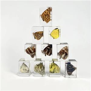 Real Butterfly Specimens Set Resin Crafts Paperweight Square Frame Taxidermy Butterfly Display for Home School Science Education