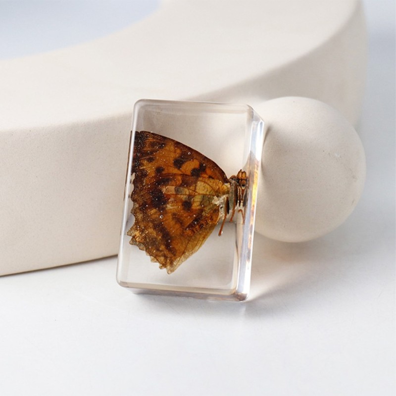 High Quality Real Butterfly Resin Craft Collection of Animal Specimen for Kids Paperweight