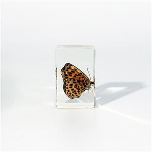 Real Butterfly Specimens Set Resin Crafts Paperweight Square Frame Taxidermy Butterfly Display for Home School Science Education