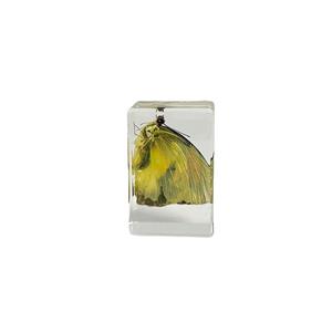 Real Butterfly Specimens Set Resin Crafts Paperweight Square Frame Taxidermy Butterfly Display for Home School Science Education