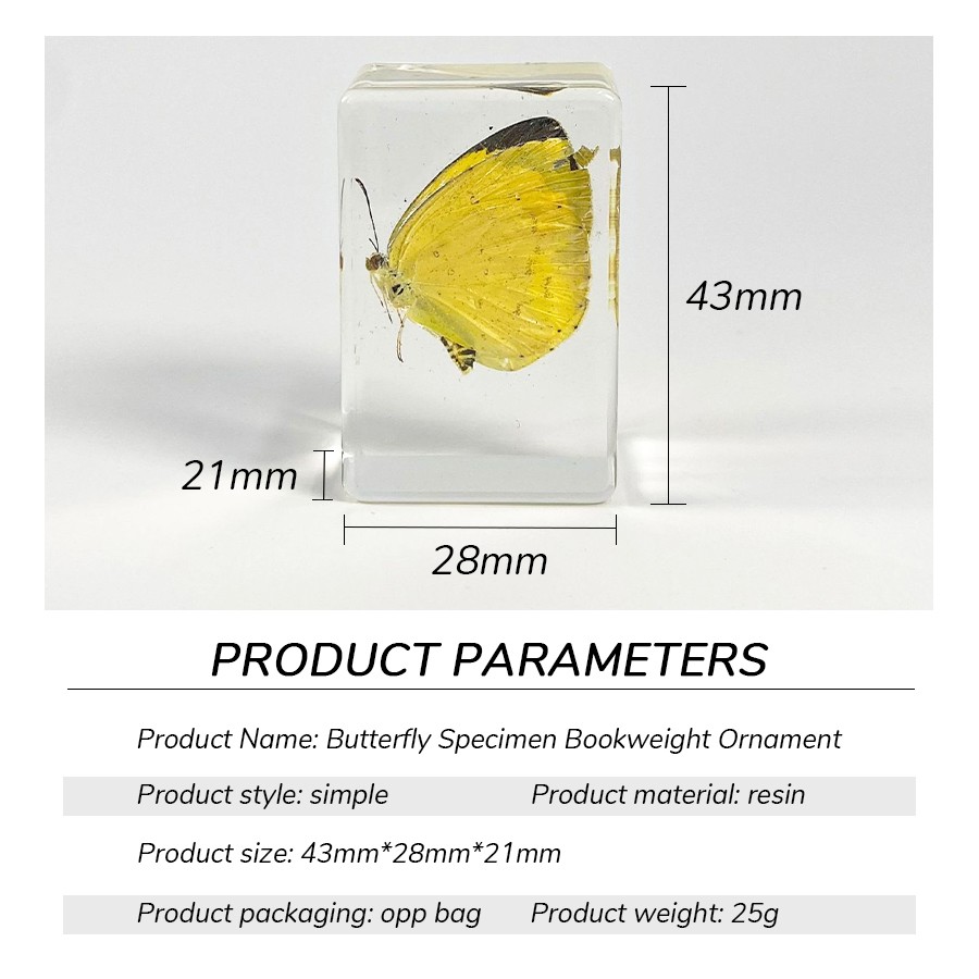 Dried Butterfly