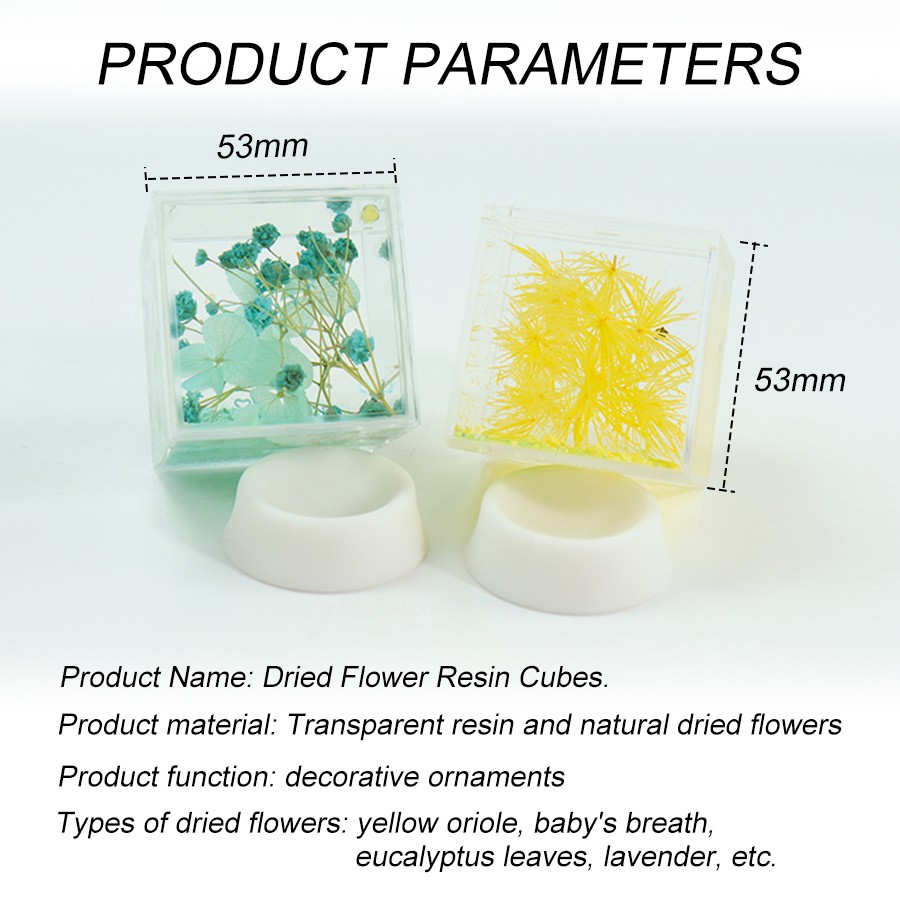 real Dried Plant / Seed/ Fruit / Flower