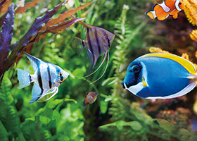 Aquarium Test Strips