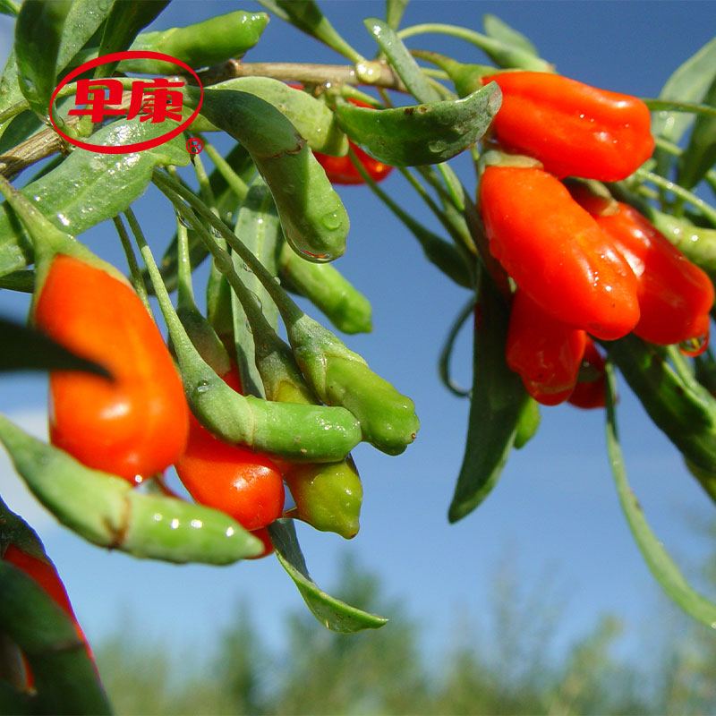 Conventional Natural Dried Goji Berry