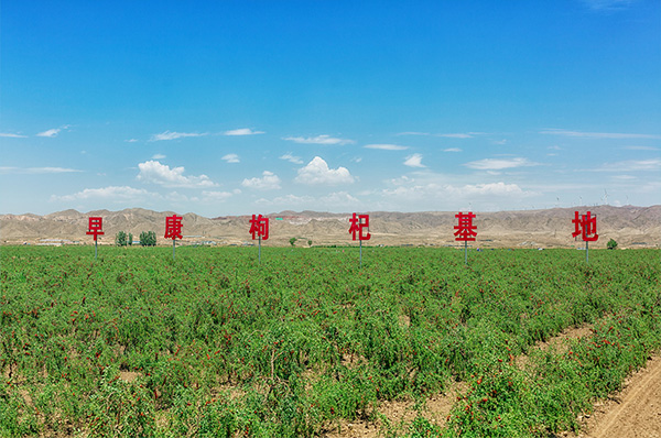 black Dried Goji Berry