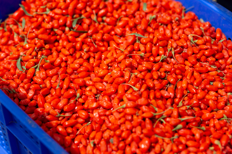 Goji Berry Seeds