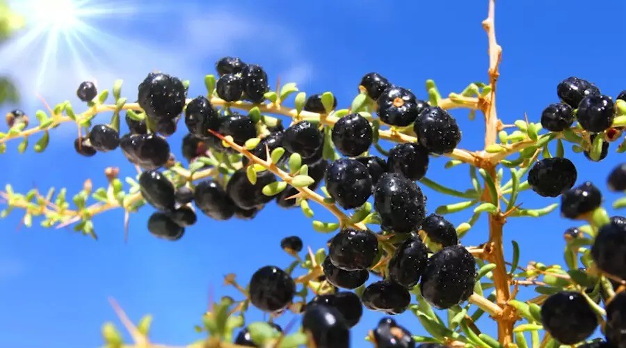 organic black wolfberry