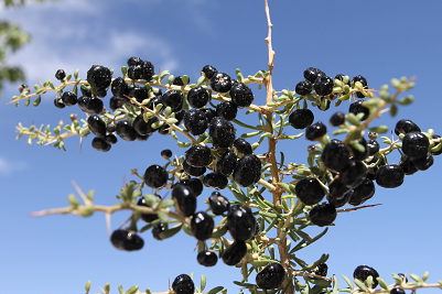 black Dried Goji Berry