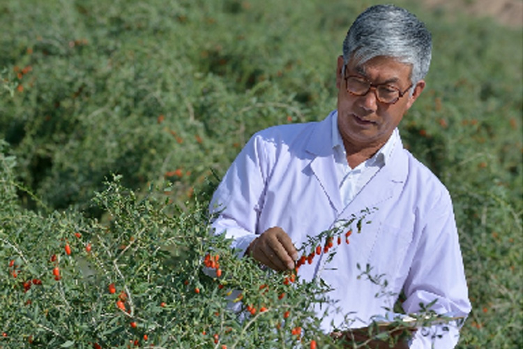 Our company has hired the first goji berries expert, Hu Zhongqing, as our organic plantation’s technical director, who is responsible for guiding the construction of the organic goji berries base all the year round and operating in strict accordance with the organic technical requirements.