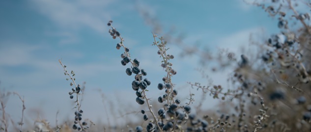 Anthocyanin black wolfberry