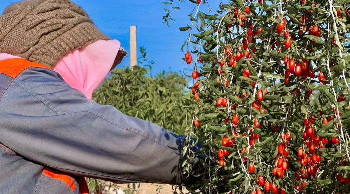 Goji berries are the healthiest grown here