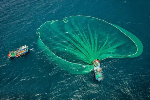 Știți cu adevărat ceva despre fructele de mare congelate?