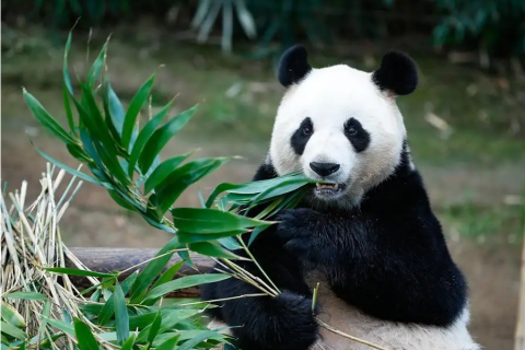 Dwie gigantyczne chińskie pandy przybywają do Kataru przed Mistrzostwami Świata 2022