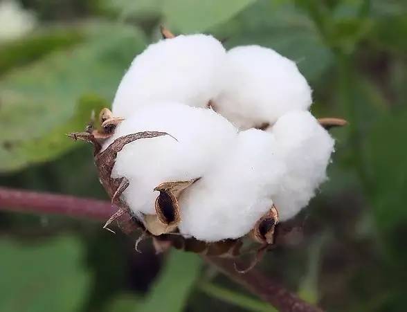 Cotton