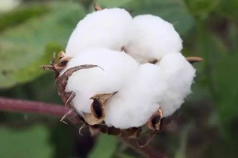 Conocimientos sobre la confección de prendas de algodón: ¿Cómo elegir el material de relleno?