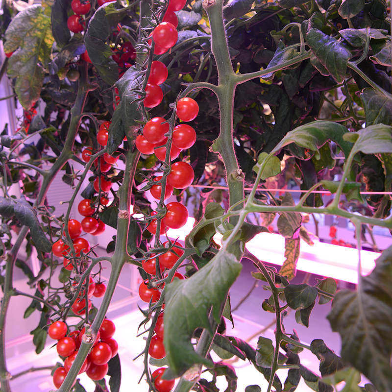 Tomato Indoor Cultivation Vertical Hydroponic Module