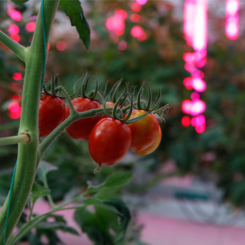 Tomato Indoor Cultivation Vertical Hydroponic Module