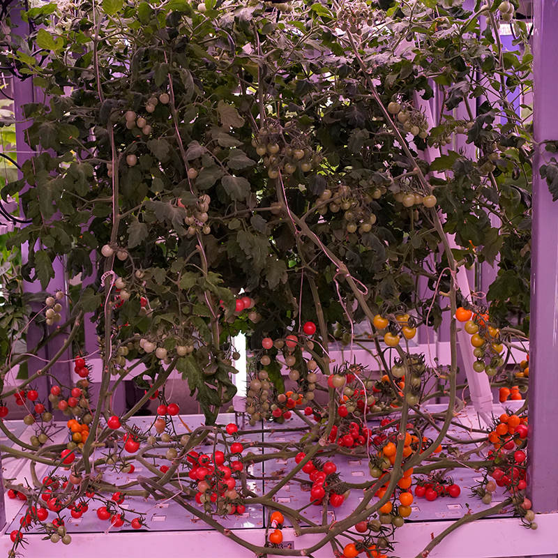 Tomato Indoor Cultivation Vertical Hydroponic Module