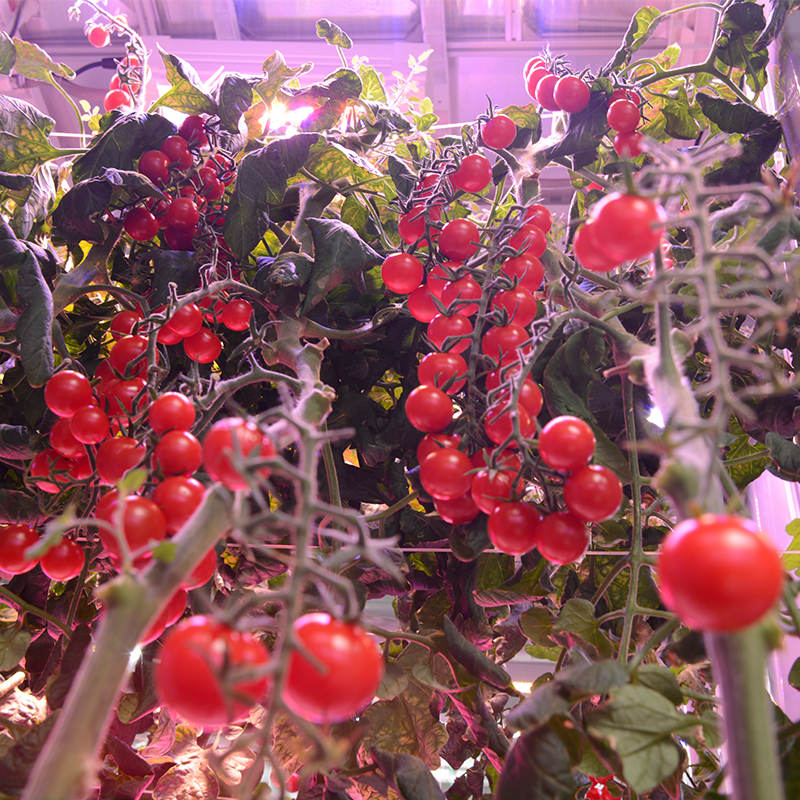 Tomato Indoor Cultivation Vertical Hydroponic Module