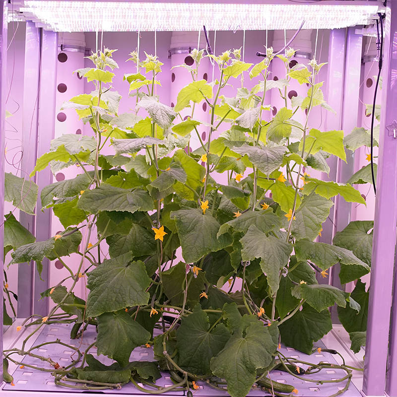 Cucumber Indoor Cultivation Vertical Hydroponic Module