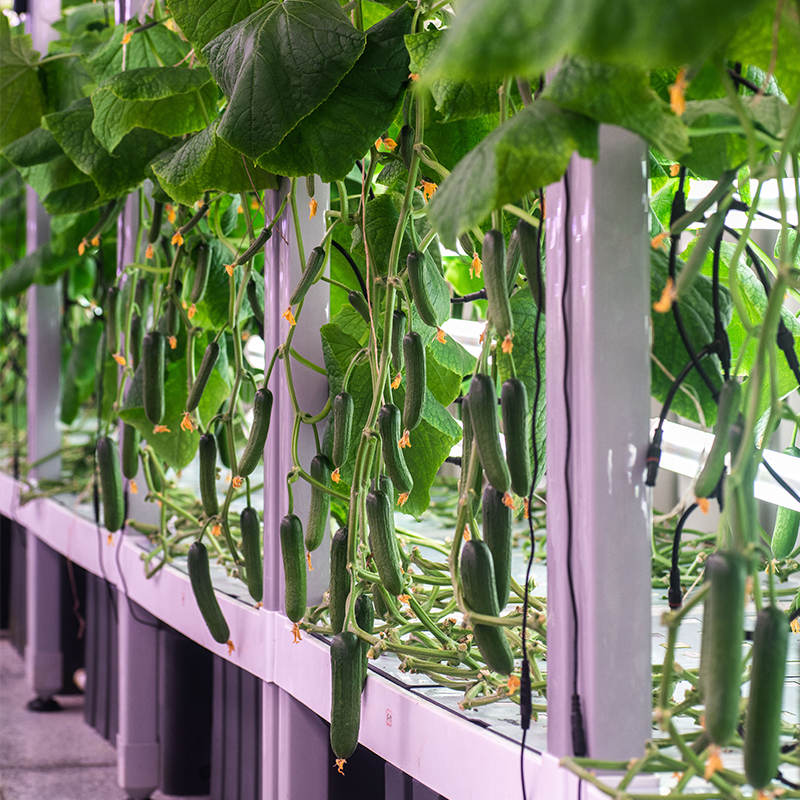 Cucumber Indoor Cultivation Vertical Hydroponic Module